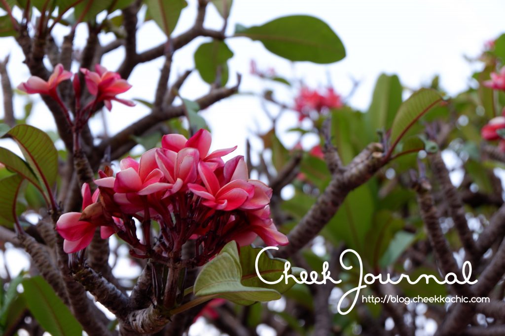 cheekkachic Jardin de chaisri -- Nakhonpathom